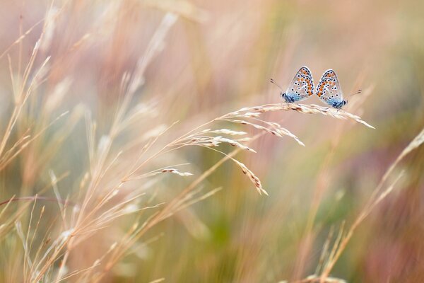 Dos mariposas en una espiga de trigo