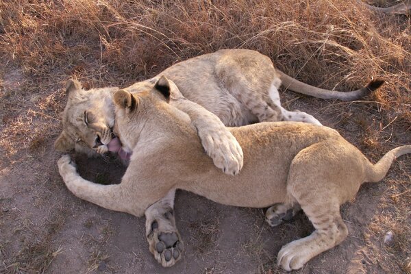 Lionnes. les lionnes jouent. jeux de la savane