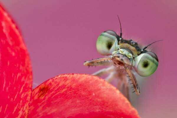 Citrine aux yeux verts sur une fleur écarlate