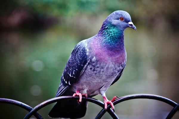 Fier oiseau de montagne posant sur la caméra