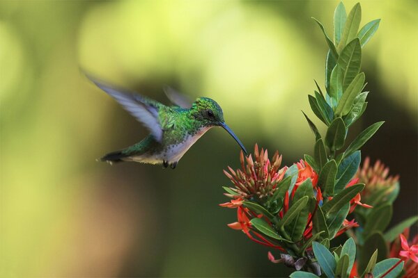 Un piccolo colibrì attacca un fiore rosso