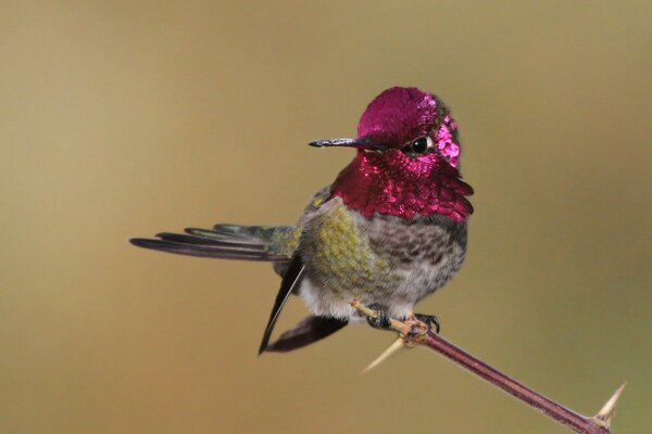 Pink plumage of a hummingbird sitting on a branch