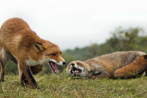 Two foxes on the background of nature