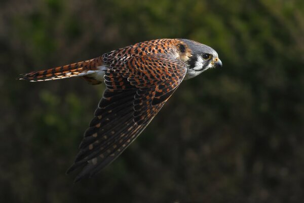 The kestrel flies and beautifully flaps its wings