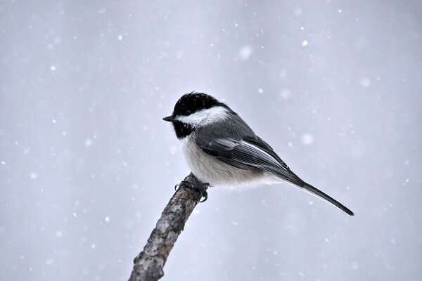 Foto eines Vogels auf einem Ast im Winter