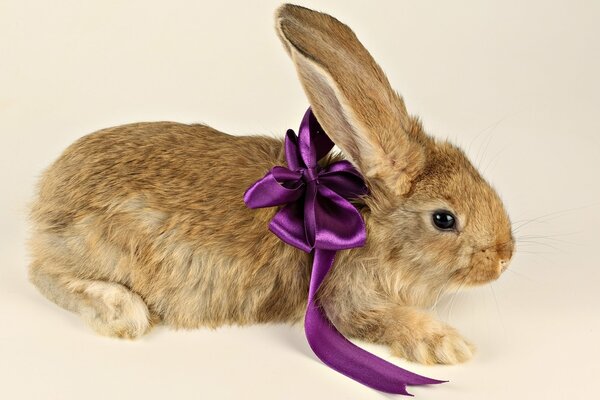 A big-eared rabbit wrapped up in a bank for a gift