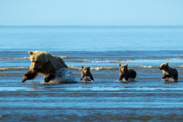 A bear and cubs are hunting