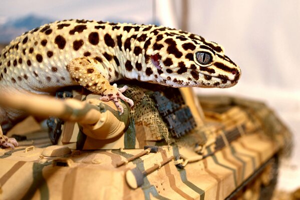 Iguana maculata che sale sul carro armato