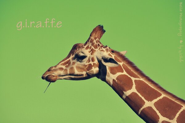 Giraffe auf grünem Hintergrund