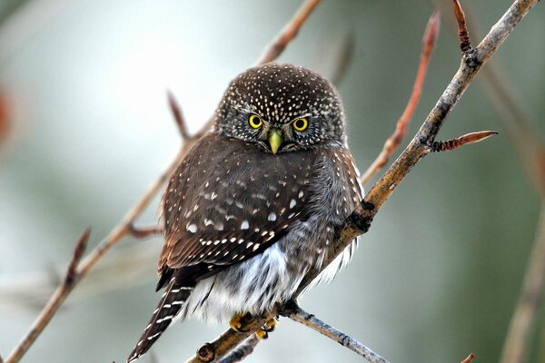 An owl is sitting on a branch in the forest