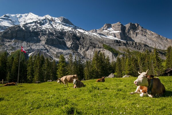 Kühe auf einer Wiese in der Schweiz