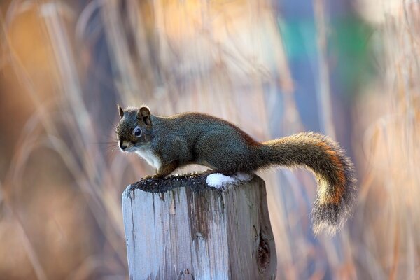 Squirrel on a tree. Blurred background