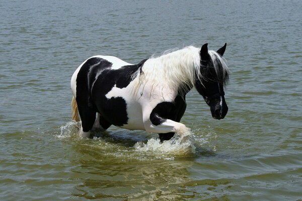 A black and white horse comes out of the water