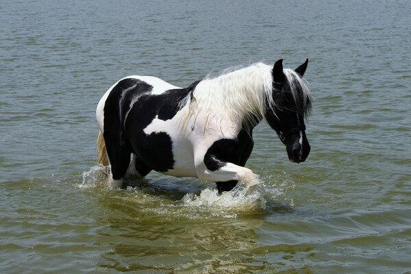 Un cavallo di colore bianco e nero esce dall acqua