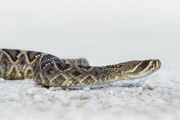 In the animal world, poisonous cobra