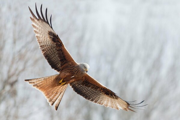 The red kite. a predator in flight. wide wings