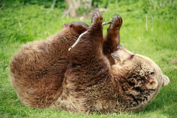 A brown bear is playing in a clearing