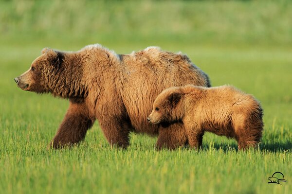 Orso e orsetto in un campo verde