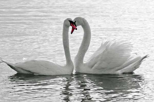 Eternal love of the white swans