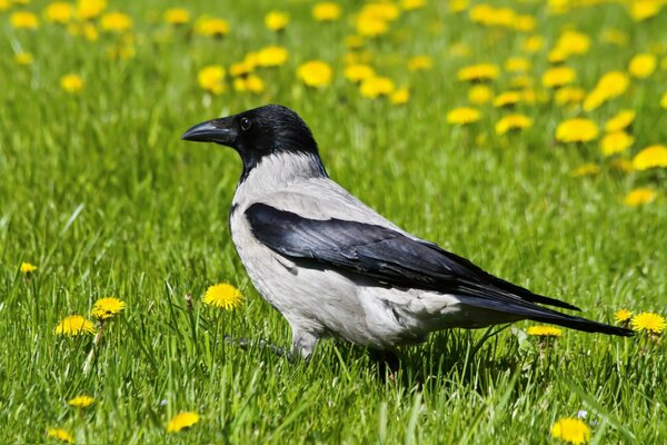 Krähe. Mit Löwenzahn auf einem Feld spazieren gehen