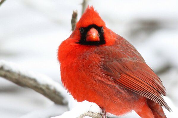 Der rote Vogel Kardinal sitzt auf einem Ast