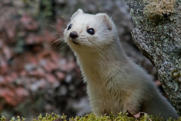 Ermine peeking out from behind a gray stone