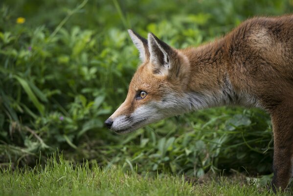 Kleiner roter Fuchs inmitten des Grüns