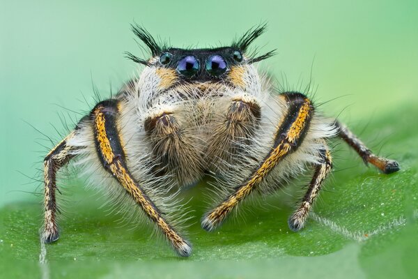 Śliczny pajączek na trawie