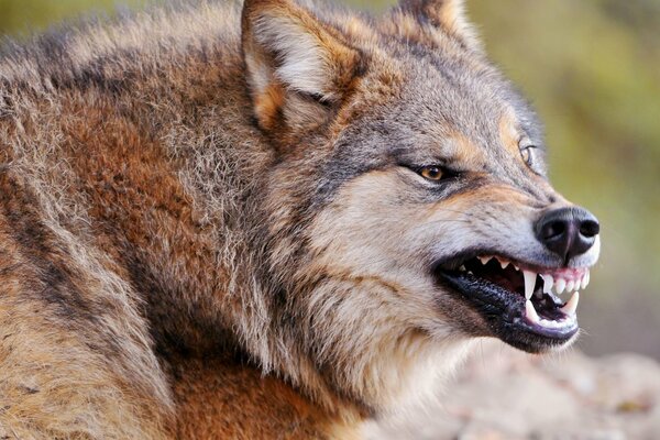 The wolf, as a sign of warning, bared his teeth so that his fangs are visible