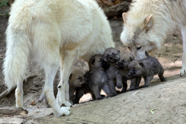 A family of wolves with babies