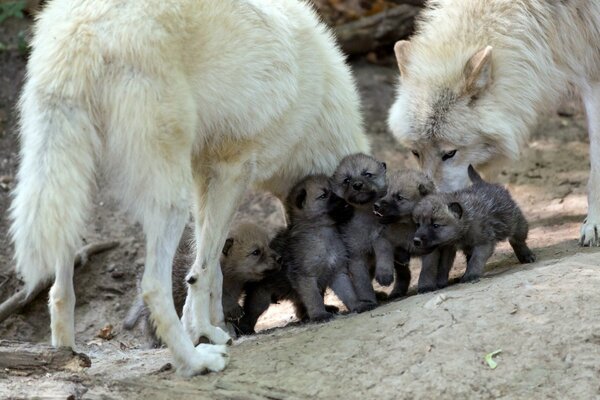 Familia de lobos con niños