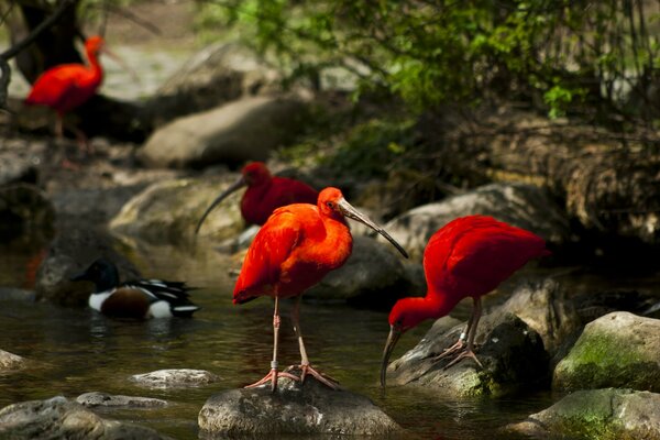 Vögel in der Nähe des Baches trinken Wasser