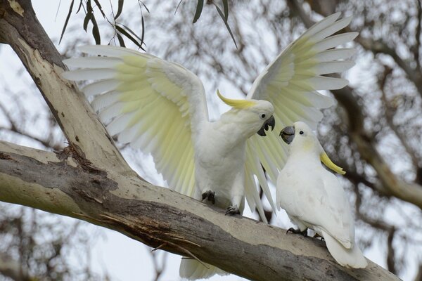 Yellow-crested cockatoos communicate nicely