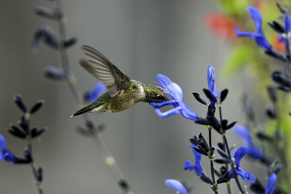 Mignon oiseau Colibri vole au-dessus de la photo