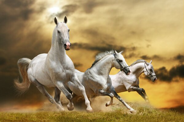Des chevaux blancs avec des sabots soulèvent le sol
