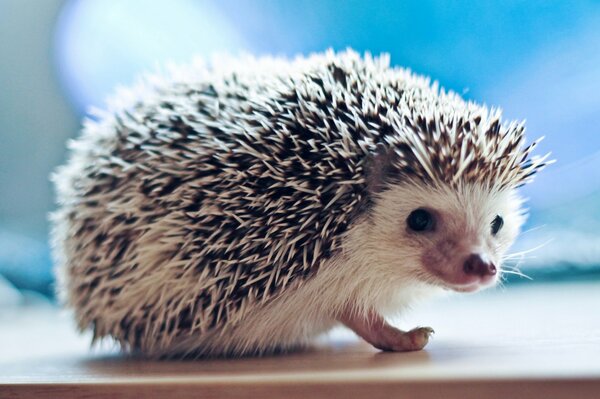 Hedgehog with needles on a blue background