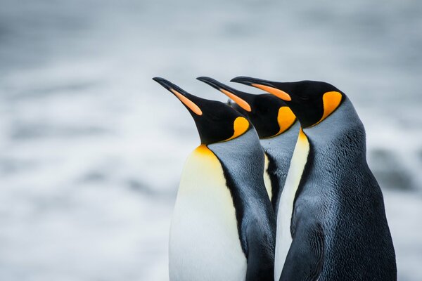 Pingüinos rey en la Antártida. Georgia Del Sur