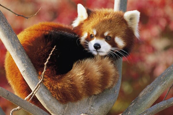 Panda rouge assis sur un arbre