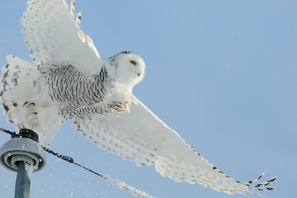 A white owl takes off from the wires