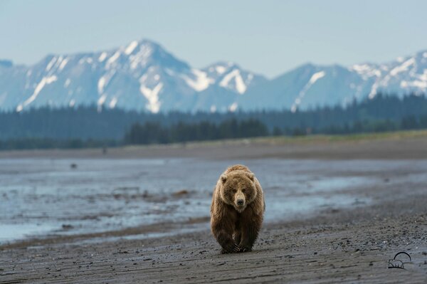 Polar bear on an Alaska beach