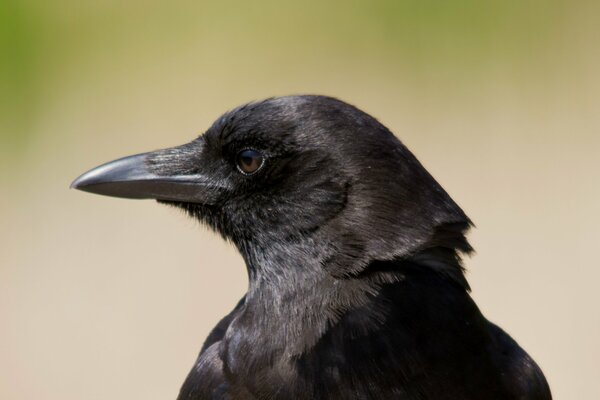 Взгляд чёрного ворона в профиль