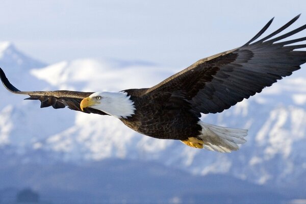 The eagle is flying in the sky. the wings are large