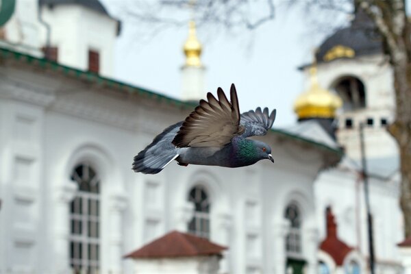 Pigeon. Oiseau sur fond d église