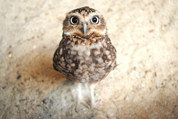 Petit hibou regarde