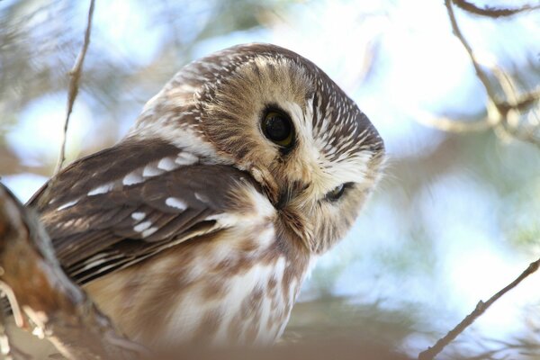 Hibou sérieux sur une branche