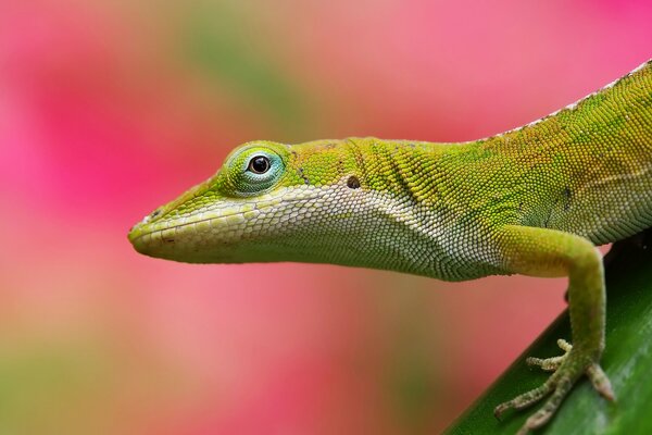 Lizard on a pink-green background