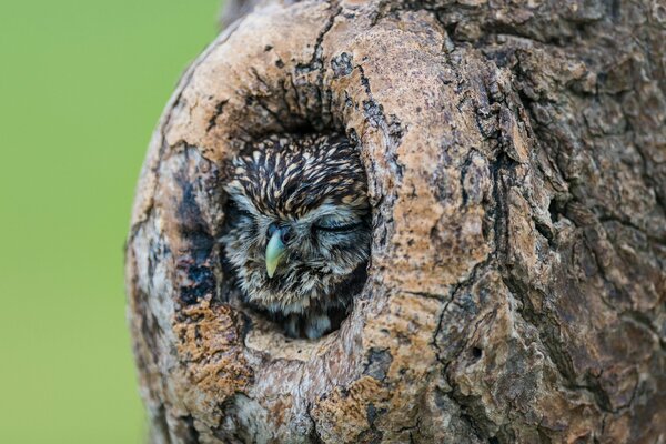 Hibou endormi assis dans le creux