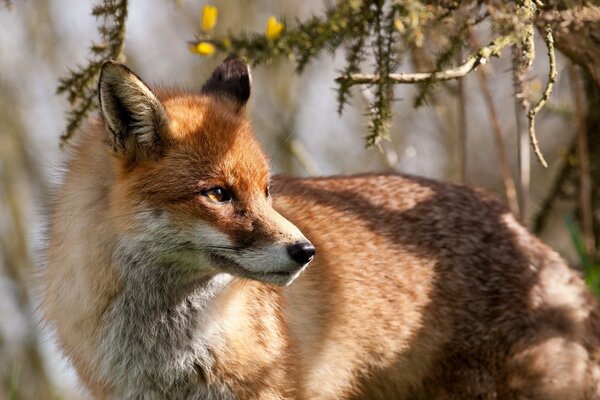 A red fox among the fir branches