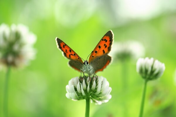 Бабочка на белом цветке клевера. Природа летом