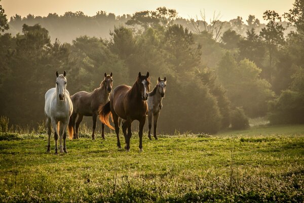 Arabian horses on the background of nature